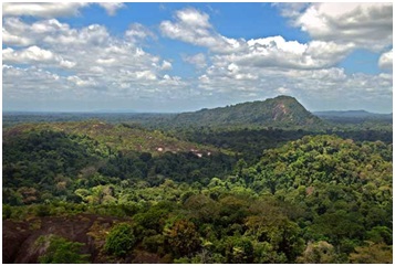 غابة الأمازون تضم 390 بليون شجرة