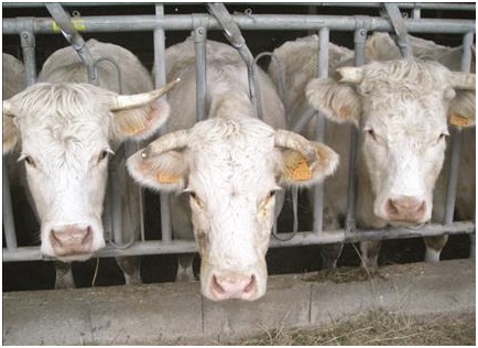 أكسيد النتروز يضرب الأوزون والمناخ