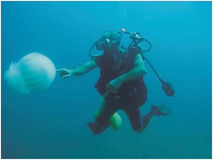 من ينقذ المحيطات من التحمّض والاحترار؟