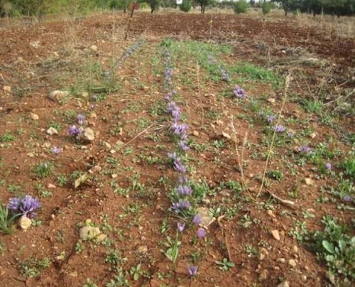 ندوات لزراعة الزعفران