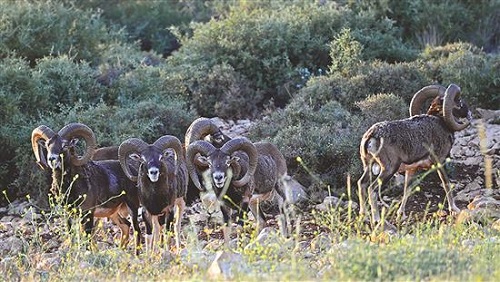 الموفلان النادر محمي في إهدن