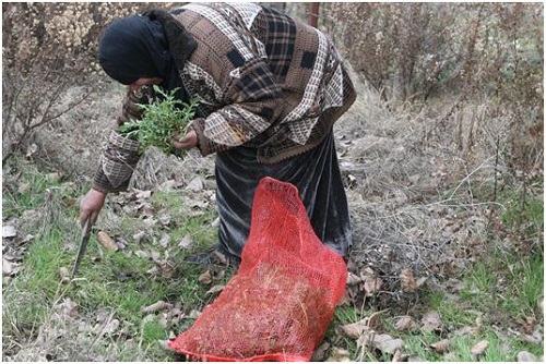 أم مسعود وفوائد الأعشاب البريّة 