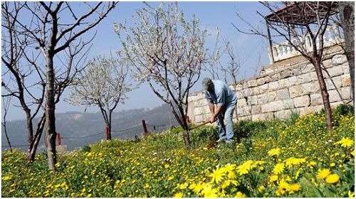 جفاف "خميرة الأرض" يهدّد الزراعات الجبلية