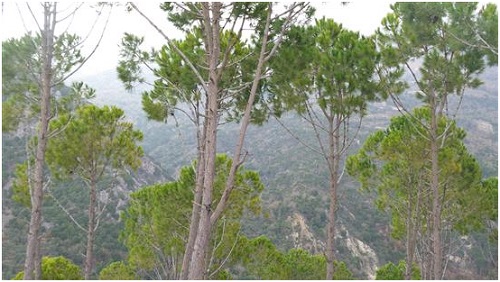 الصنوبر يحتكره التجّار.. والمزارع يتكبّد التعب