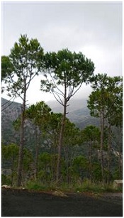 الصنوبر يحتكره التجّار.. والمزارع يتكبّد التعب