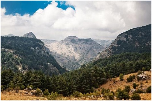 أية أصناف من الأشجار والنباتات يفترض حمايتها؟