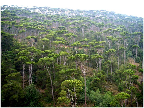 اليوم الوطني للمحميّات