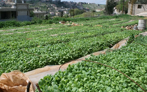 جولات على مزارعي التبغ في الجنوب