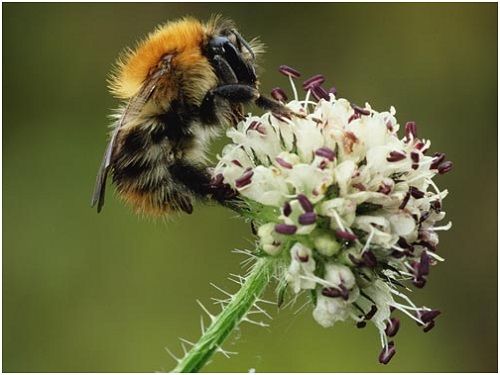 ربع انواع نحل تلقيح المحاصيل في اوروبا تواجه خطر الانقراض