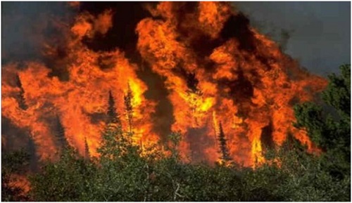 مشروع للحد من حرائق الغابات في كفتون