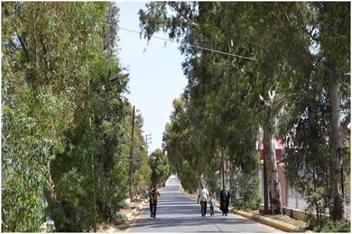 الإعمار والازدهار يهدّدان أشجار الكينا