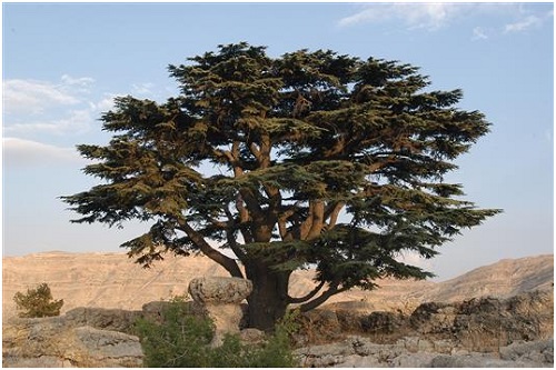 هل تعود الحشرات الفتاكة إلى غابات أرز تنورين؟