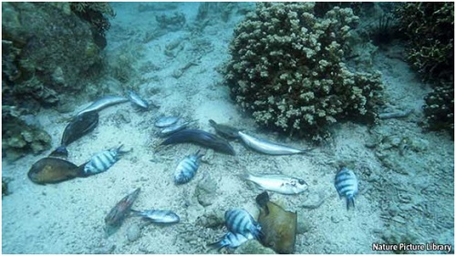 خبراء يوصون بخطة خمسية لانقاذ المحيطات من الصيد الجائر والتلوث