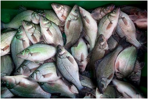 إزالة الغابات تضر بالثروة السمكية