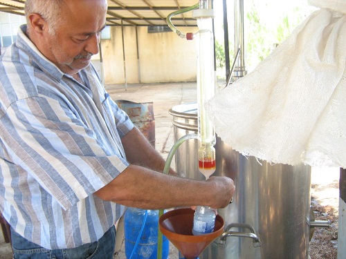 دورة تقطير الزعتر