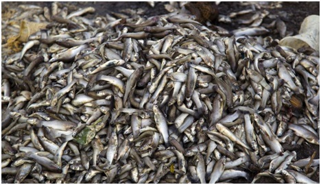 استخدام السموم للصيد يتسبب بمجزرة بحق السمك