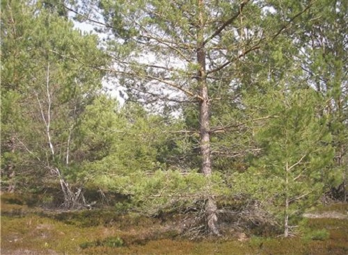 استخراج الكربون النشط من إبر الصنوبر