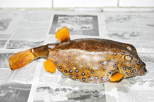 نوعاً جديداً من الأسماك في بحر صور 12 