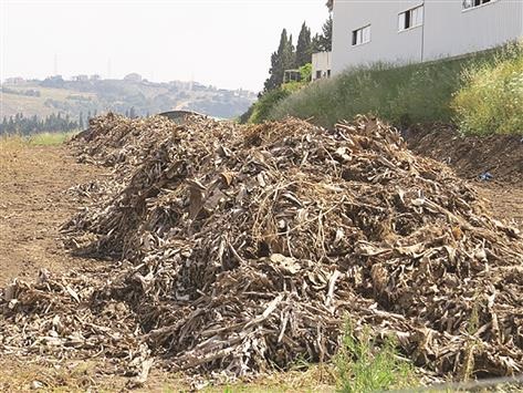 &laquo;سماد عضوي&raquo; من بقايا الموز وروث البقر