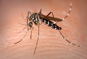 الأساليب الطبيعية لمكافحة الحشرات (آفات الصحة العامة)