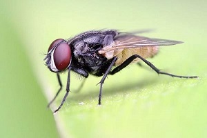 الأساليب الطبيعية لمكافحة الحشرات (آفات الصحة العامة)
