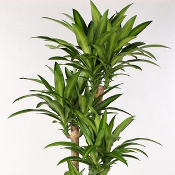 دراسينا Dracaena