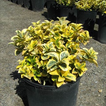 أيونمس Euonymus japonicus hybr