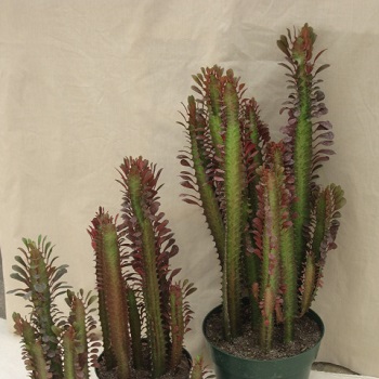 أيوفوريبا بولخريما (بنت القنصل) Euphorbia pulcherrima