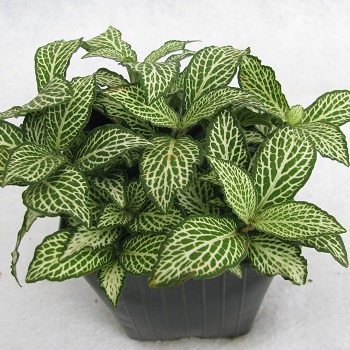 فيتونيا Fittonia sp