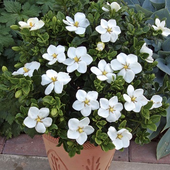 الجاردينيا Gardenia jasminoides