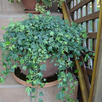 هيدرا (حبل المساكين) Hedera sp