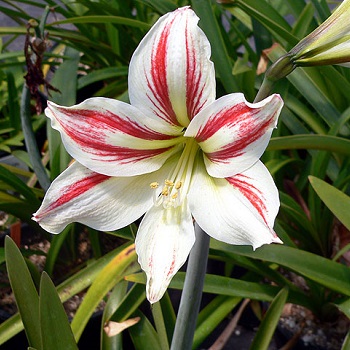 الأمريللس  Amaryllis Hippaestrum vittatum