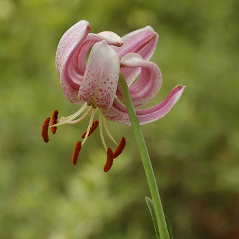 الليليم Lilium sp