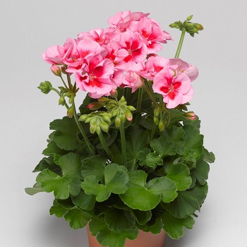 الخبيزة الإفرنجي Pelargonium zonale-hybr