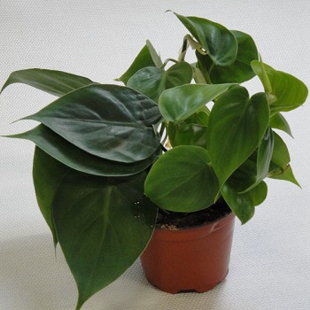 فيلوديندرون سكاندنز-  متسلق – Philodendron scandens