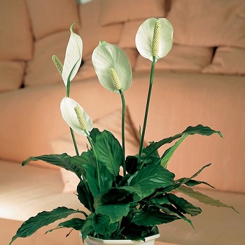 سباثيفللم Spathiphyllum wallisii