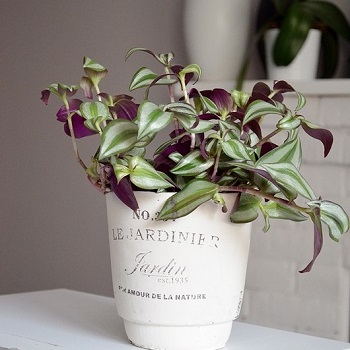 تراد سكانيتا (اليهودي الزاحف) Tradescantia (Rochfords Silver