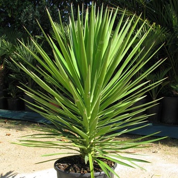 يوكا اليوفوليا Yucca aloifolia