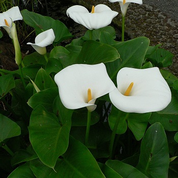 الكلا Zantedeschia sp