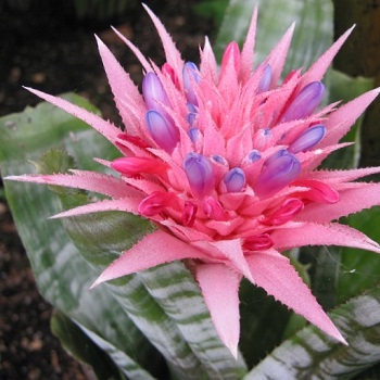 أكميا فاسيتا Aechmea fasciata