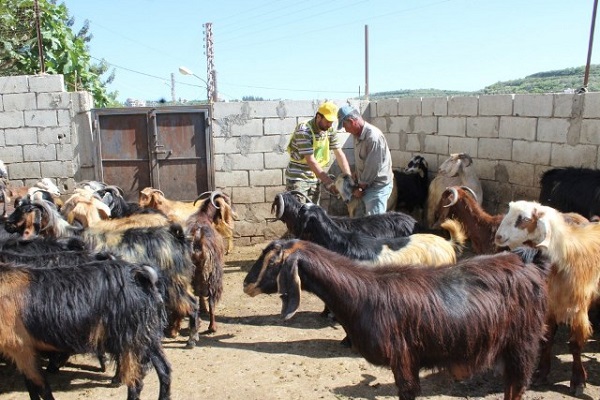 جهاد البناء تحصن 51366 رأس ماشية في الجنوب