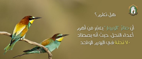 صائد النحل