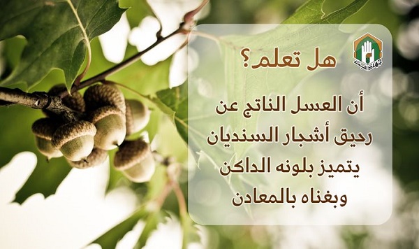 عسل رحيق أشجار السنديان