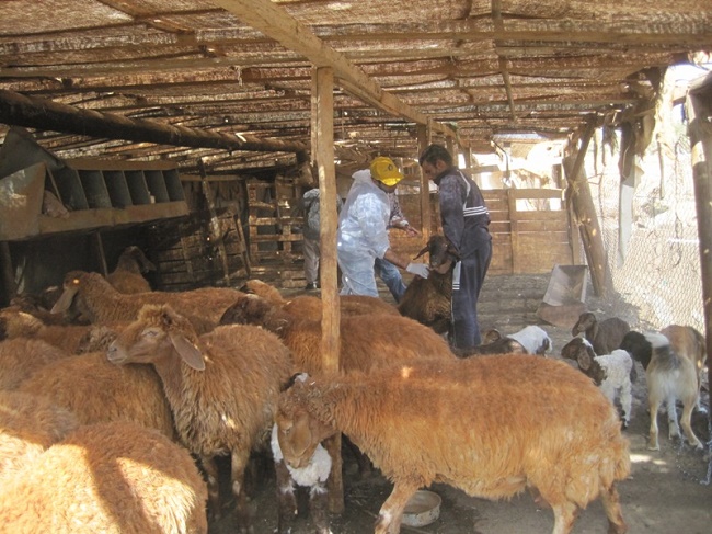 مؤسسة جهاد البناء تواصل حملات تحصين الماشية في 57 بلدة - البقاع