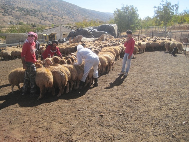 مؤسسة جهاد البناء تواصل حملات تحصين الماشية في 57 بلدة - البقاع
