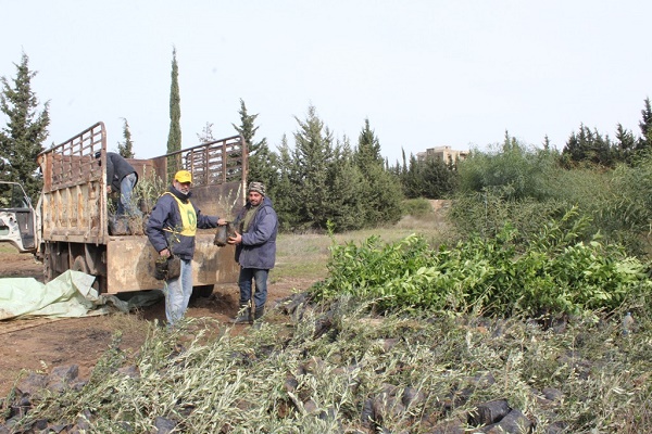 توزيع 12000 غرسة مثمرة في الجنوب