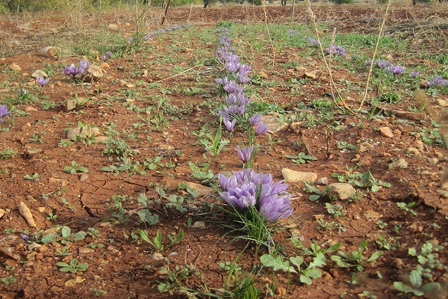 زراعة الزعفران