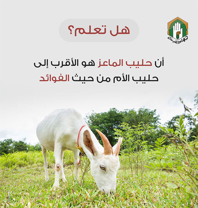 حليب الماعز هو الأقرب لحليب الأم من حيث الفوائد