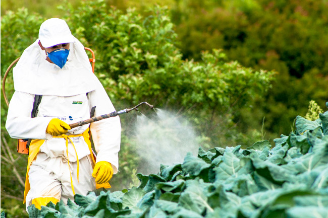 معايير السلامة في استخدام المبيدات 
