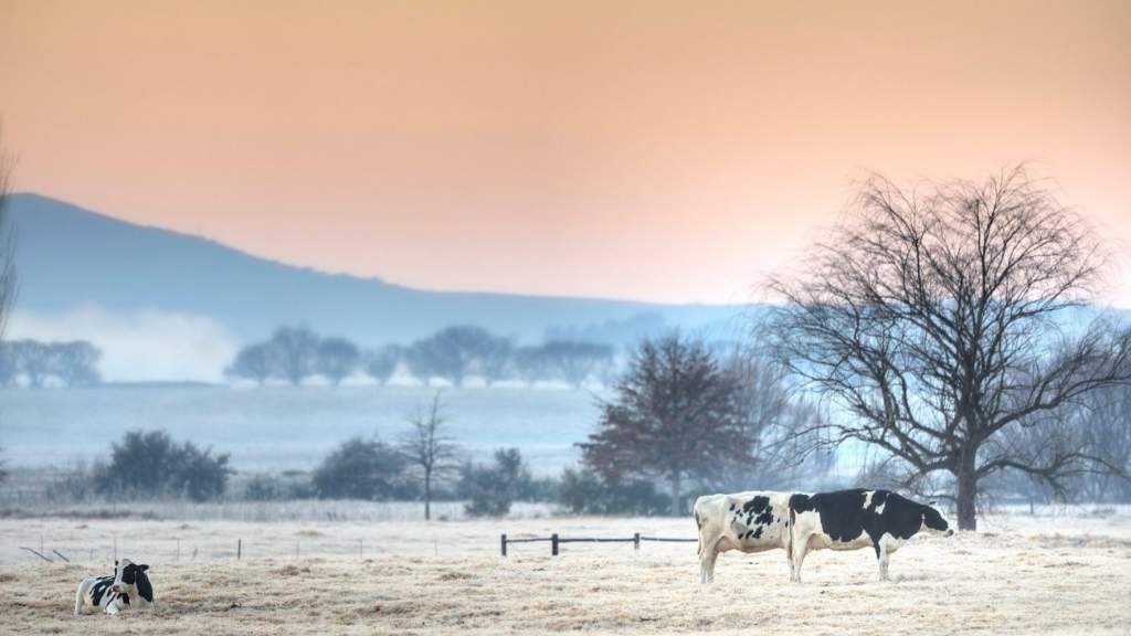   إرشادات هامة لمربي الماشية خلال فصل الشتاء الأسس الصحية والعلمية في تربية الماشية